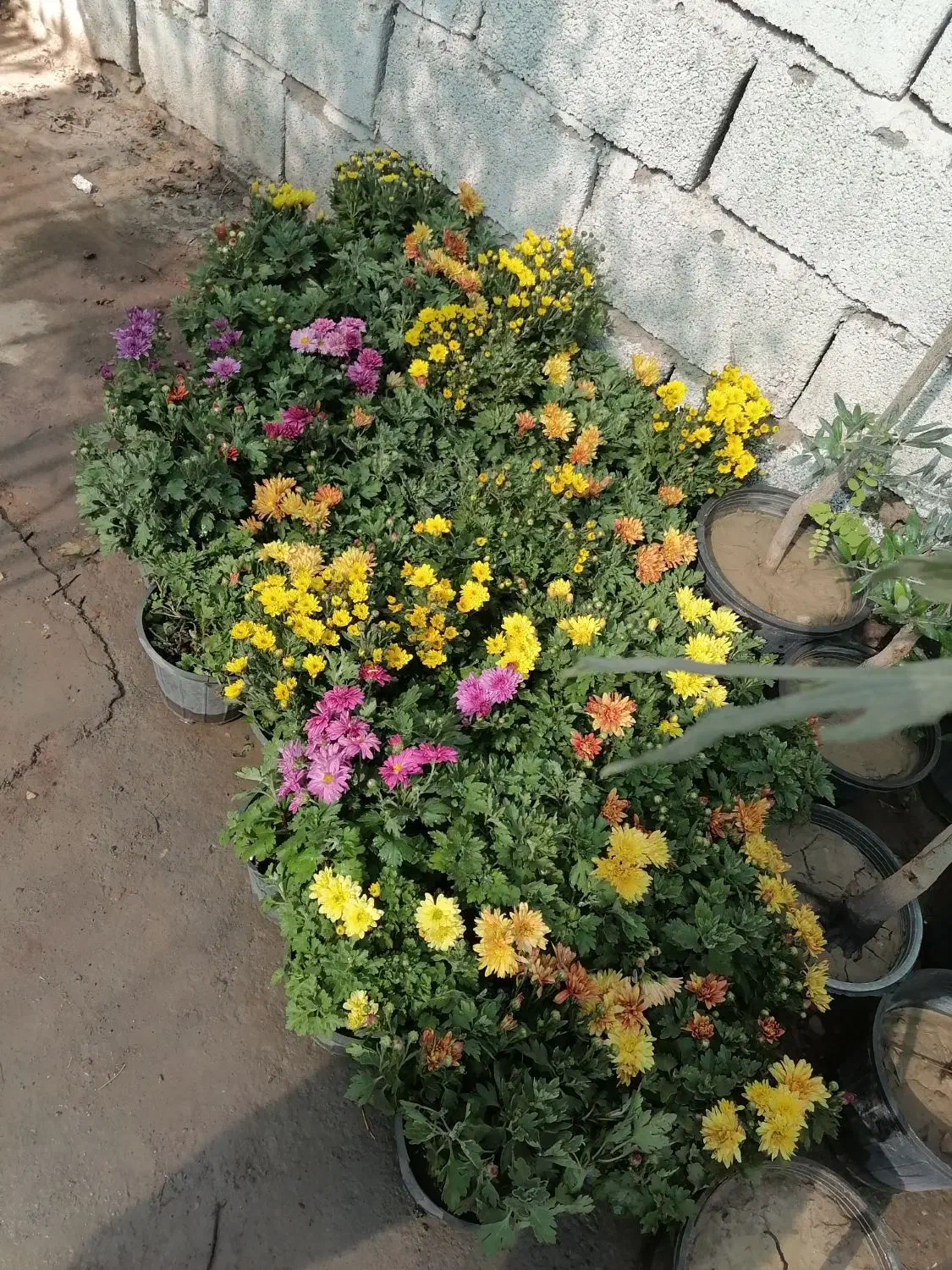 موسسه تولید به مصرف(گل)|خدمات باغبانی و درختکاری|رفسنجان, |دیوار