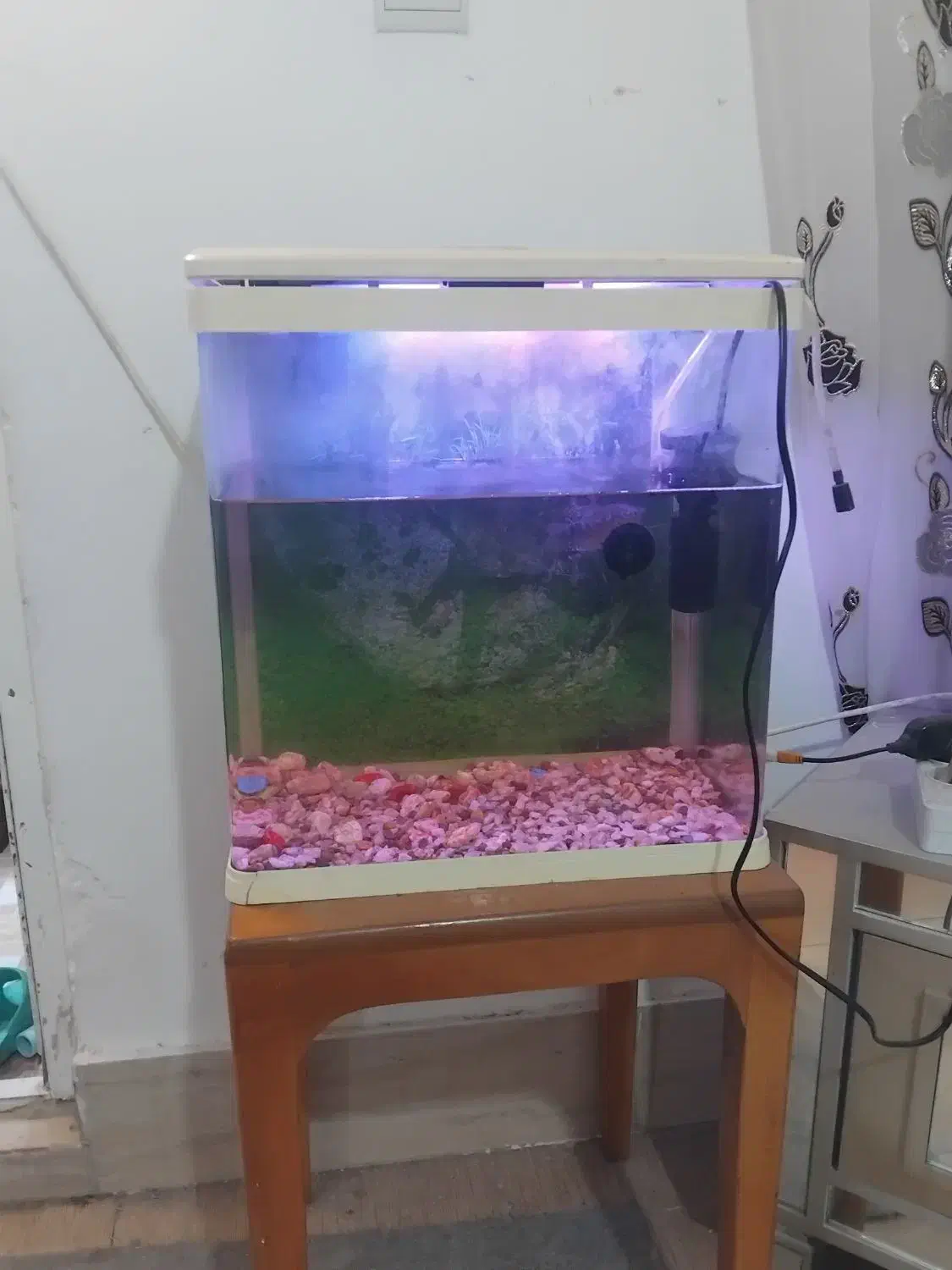 اکواریوم|ماهی|بندرعباس, |دیوار