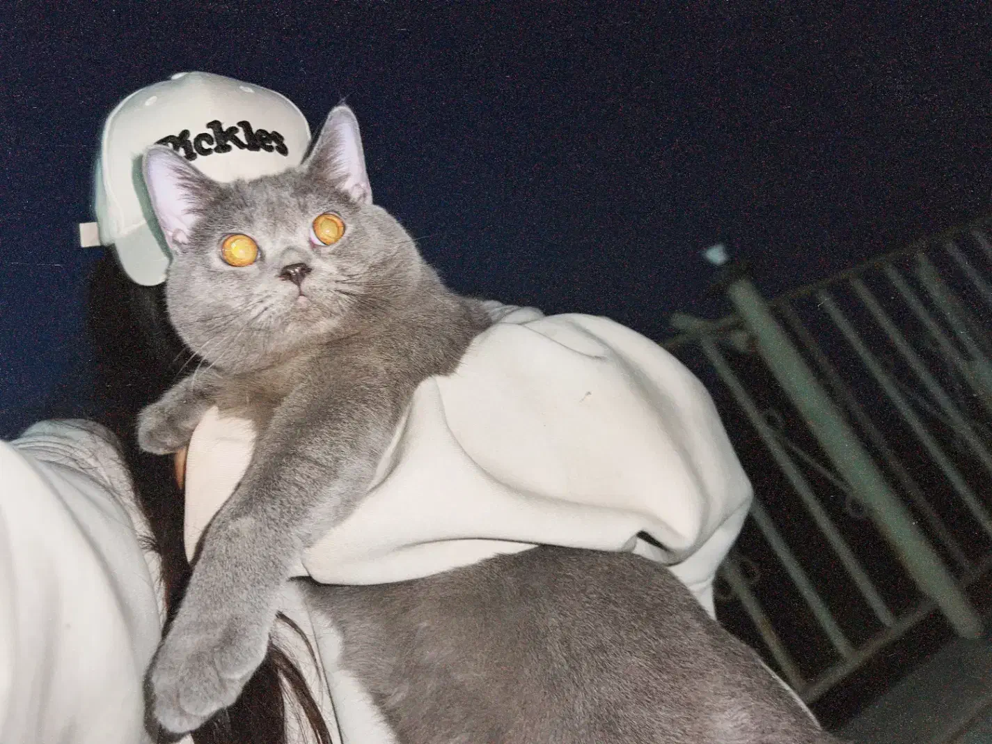 گربه بریتیش (جفت گیری)|گربه|گرگان, |دیوار