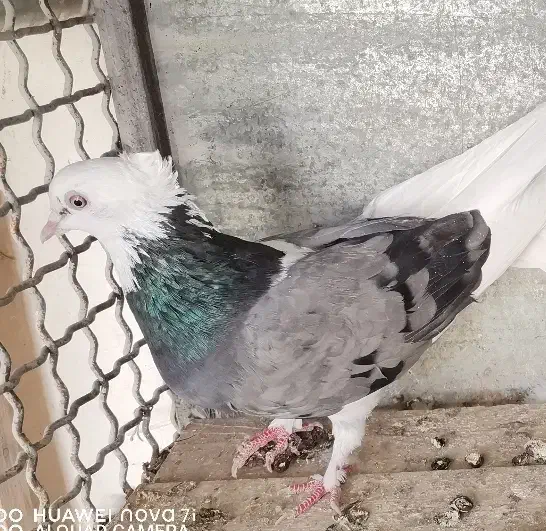 کبوتر فروشی|پرنده|بسطام, |دیوار