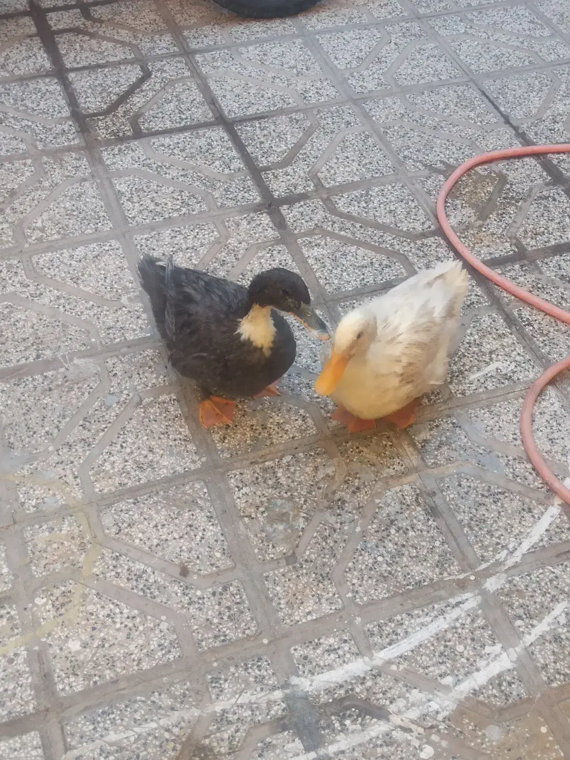 دو عدد اردک فروشی|حیوانات مزرعه|قائن, |دیوار