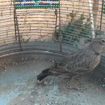 سهره خاکی و سهره قناری|پرنده|شیراز, کوشک میدان|دیوار