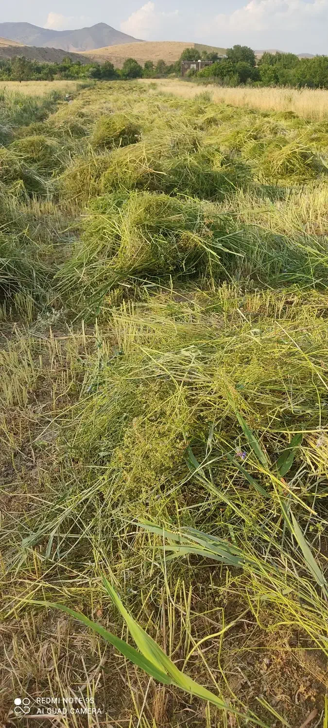 زمین کشاورزی|فروش زمین و ملک کلنگی|دینور, |دیوار