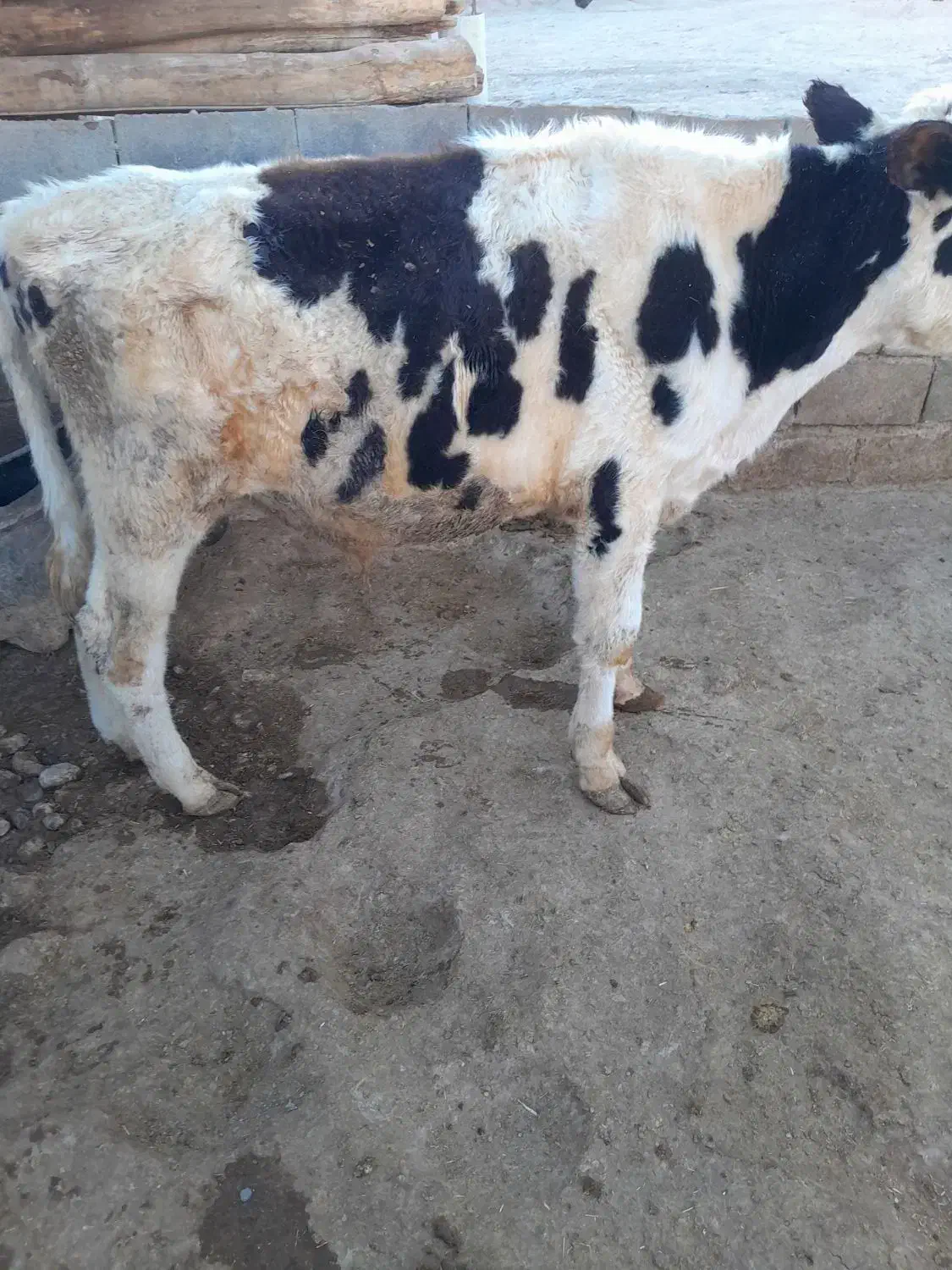 گوساله نر|حیوانات مزرعه|شیرین‌سو, |دیوار