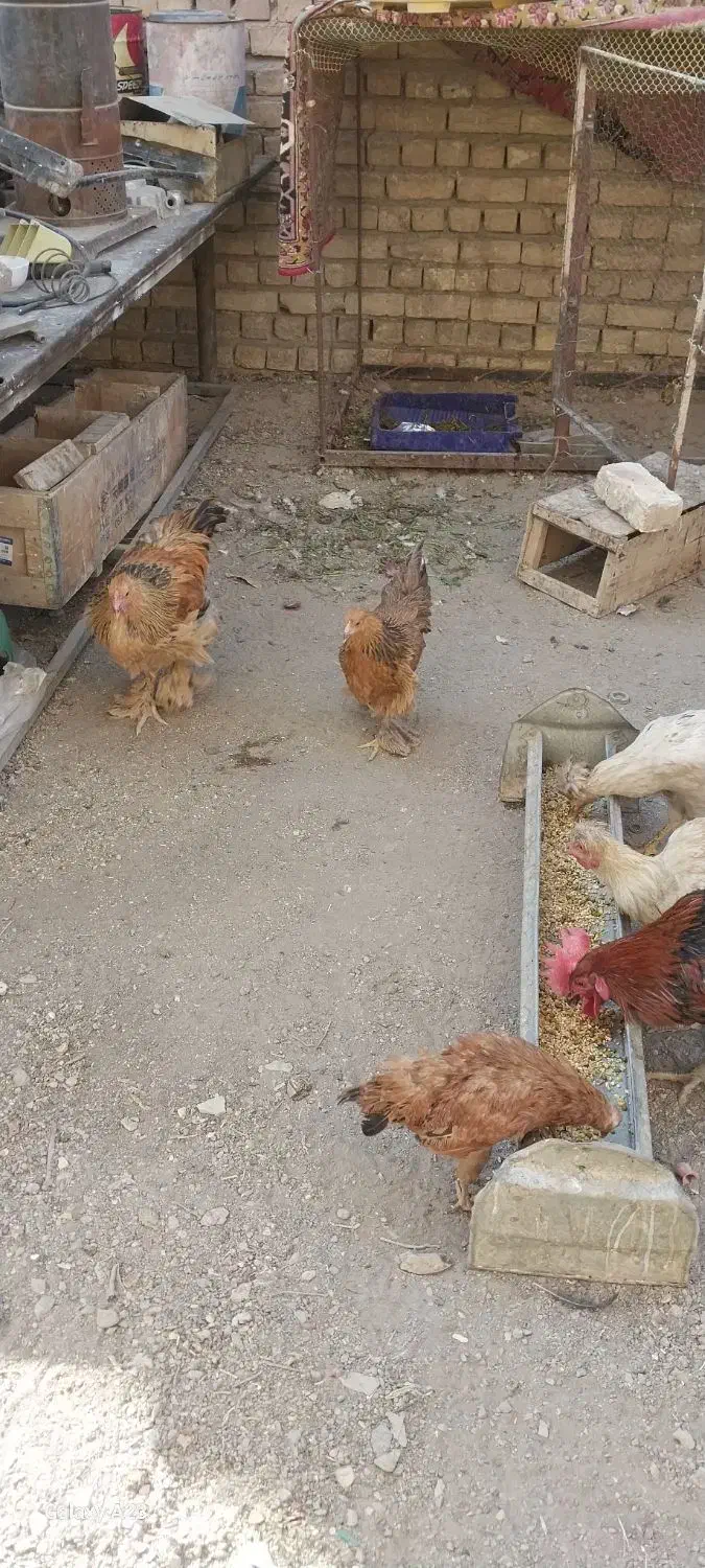 مرغ وخروس ودوتک و جوجه ۲ماه مناسب|حیوانات مزرعه|نجف‌آباد, شهرک صنعتی نجف آباد|دیوار
