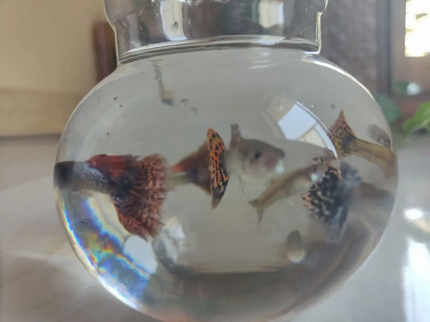 اکواریوم با ماهی|ماهی|شیراز, شهرک دارایی|دیوار