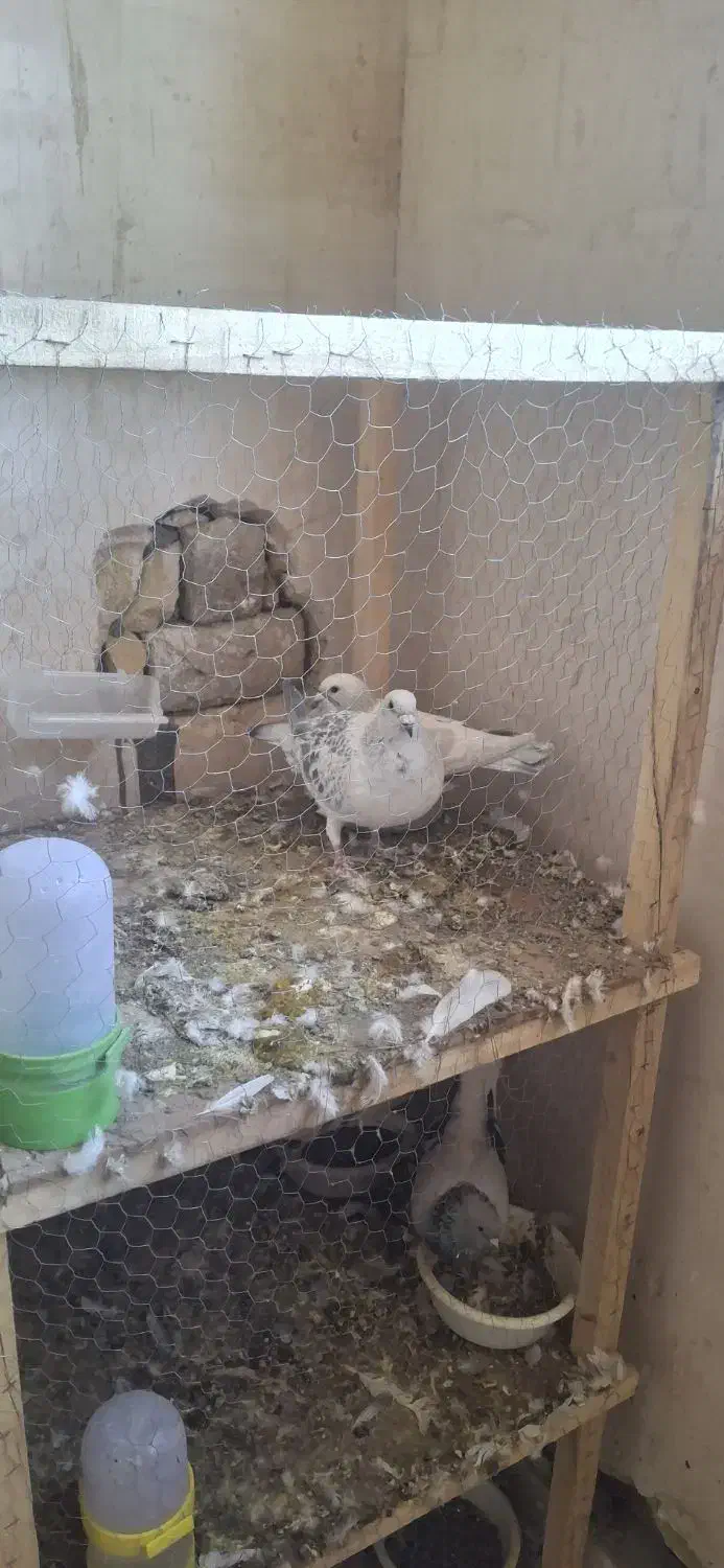 نروماده شامی|پرنده|تربت‌حیدریه, کلاته توکلی|دیوار