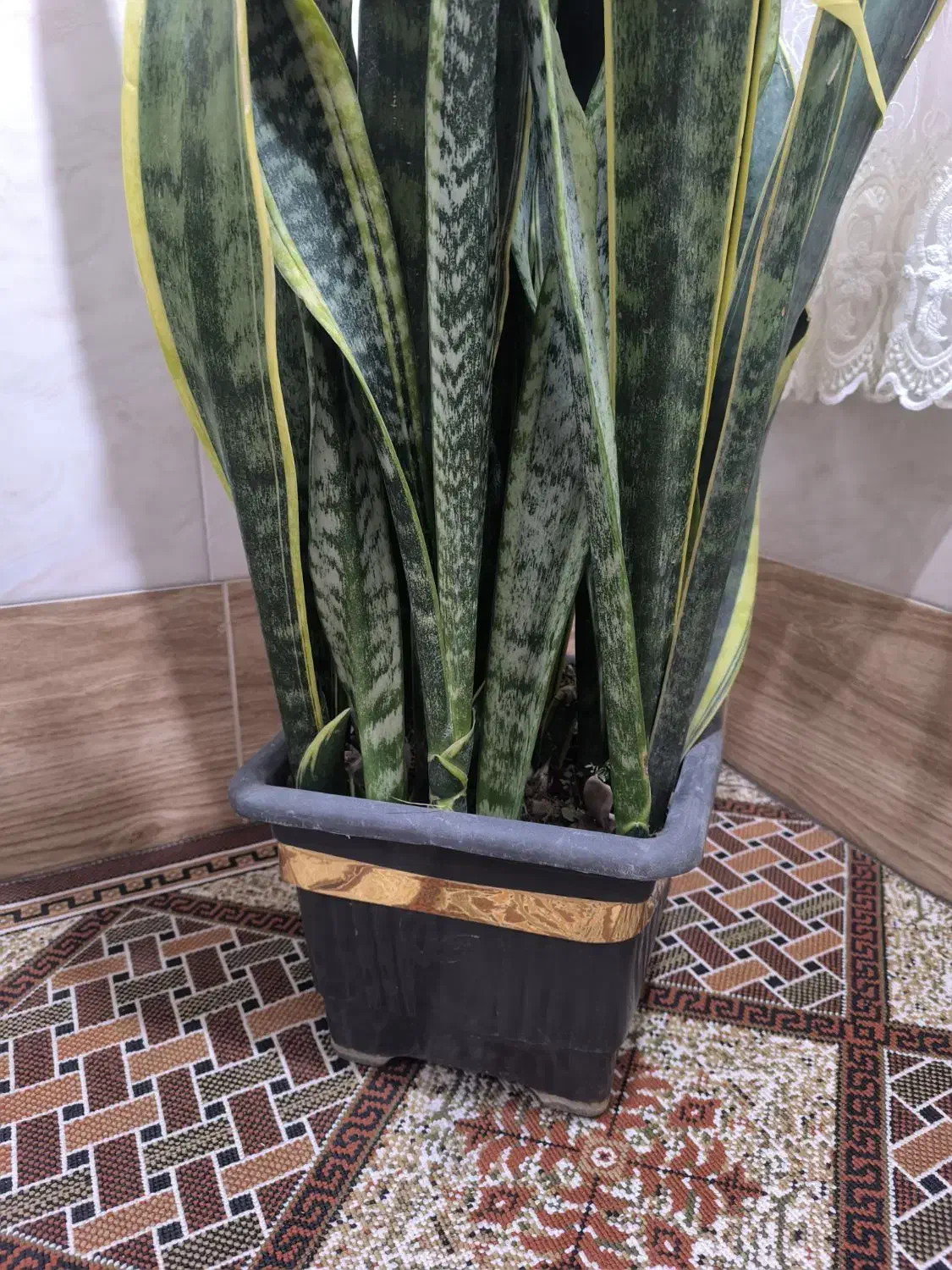 غول پیکر سانسوریا ابلغ|گل و گیاه طبیعی|قم, شهرک فاطمیه|دیوار