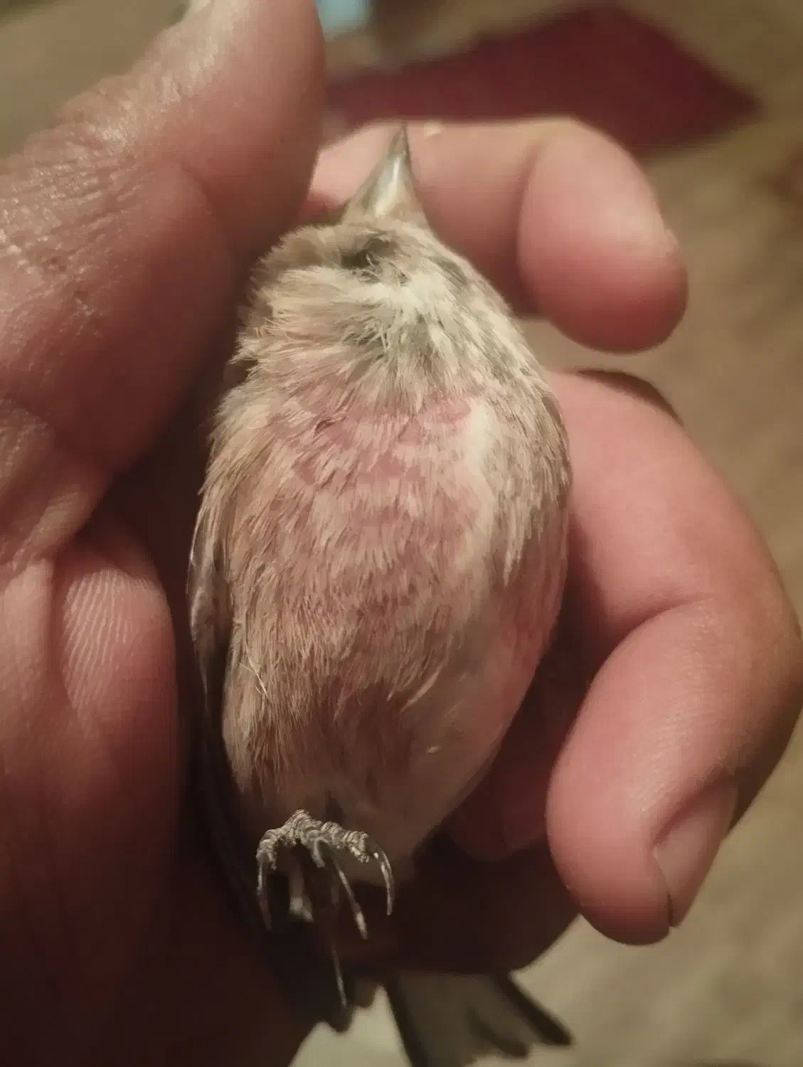 سهره گلبسر و قناری سرخ|پرنده|اصفهان, شهرک صنعتی جی|دیوار