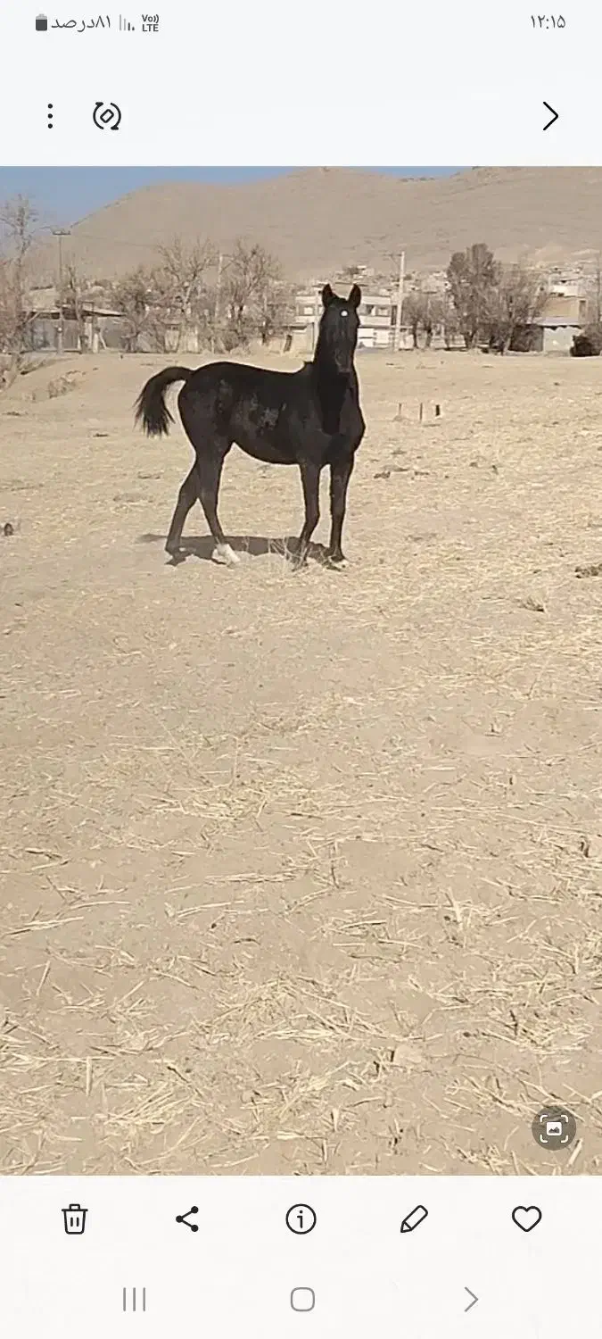 کره‌مادیان‌مشکی۳نشان|اسب و تجهیزات اسب‌سواری|اصفهان, کوی سپاهان|دیوار