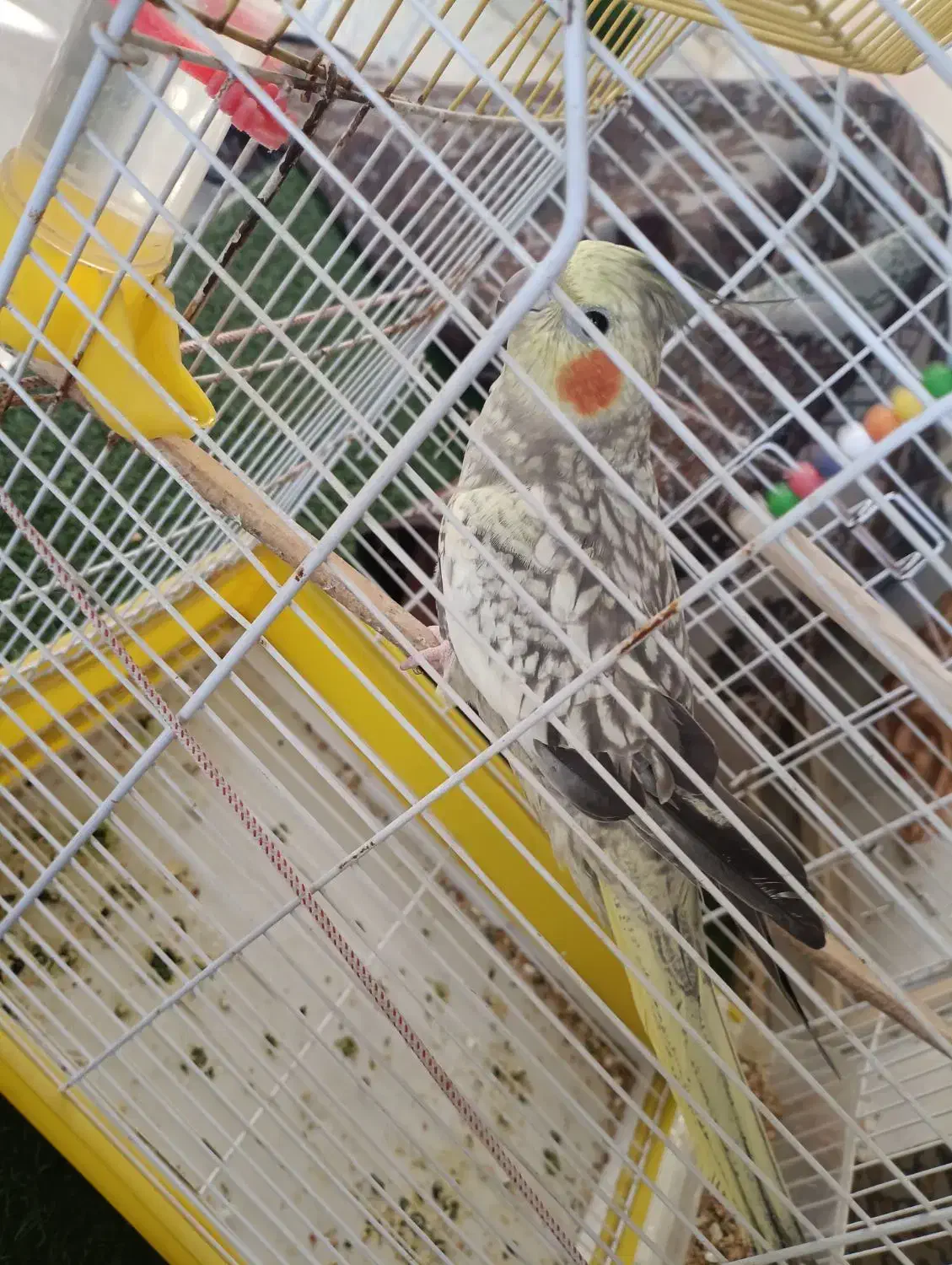 عروس ماده گل باقالی|پرنده|میناب, |دیوار