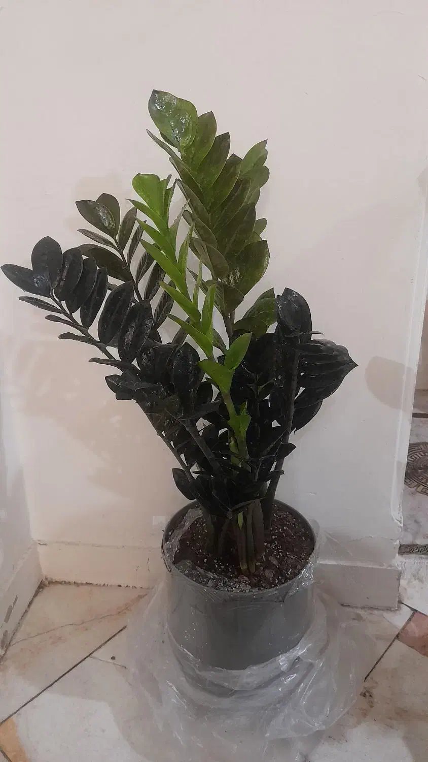 گل های آپارتمانی|گل و گیاه طبیعی|تهران, آهنگران (سراسیاب دولاب)|دیوار