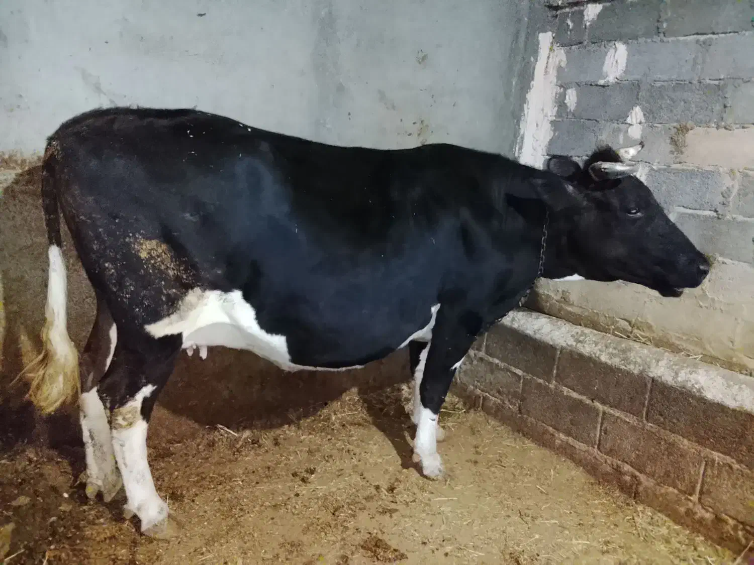 گاوابستن سنگین|حیوانات مزرعه|نظر کهریزی, |دیوار