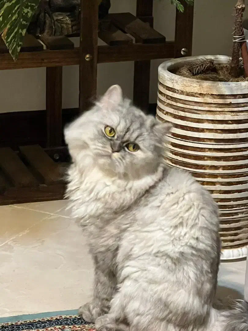 پرشین کلاسیک|گربه|پرند, فاز ۴|دیوار