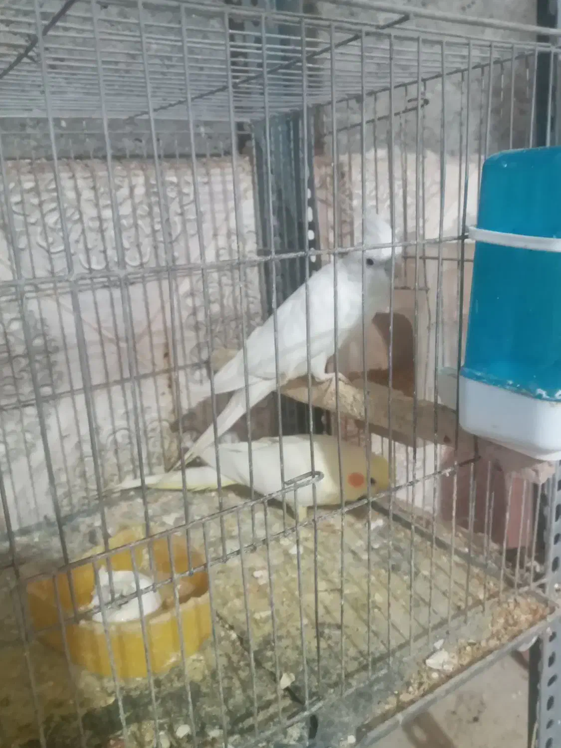 عروس هلندی جفتهای مولد|پرنده|بافق, |دیوار