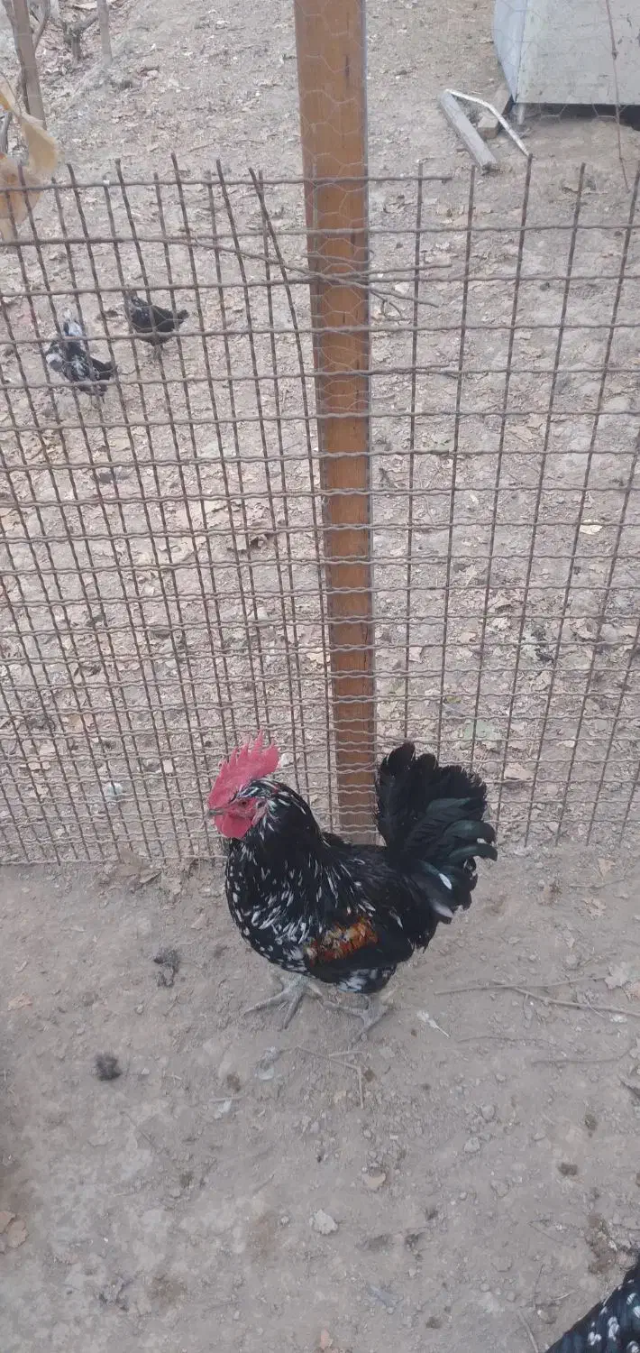 خروس گلین|حیوانات مزرعه|ری, سیزده آبان|دیوار