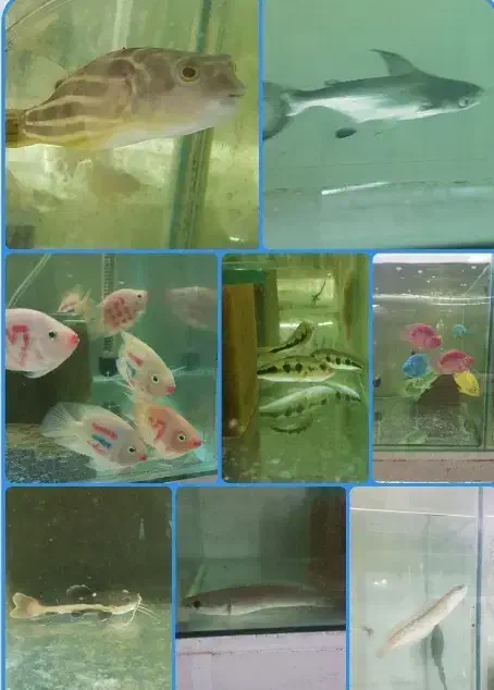 چانا فاهاکا پرت فلاورپیکاک پولی ردتیل پنکوسه شکاری|ماهی|مشهد, امیر|دیوار