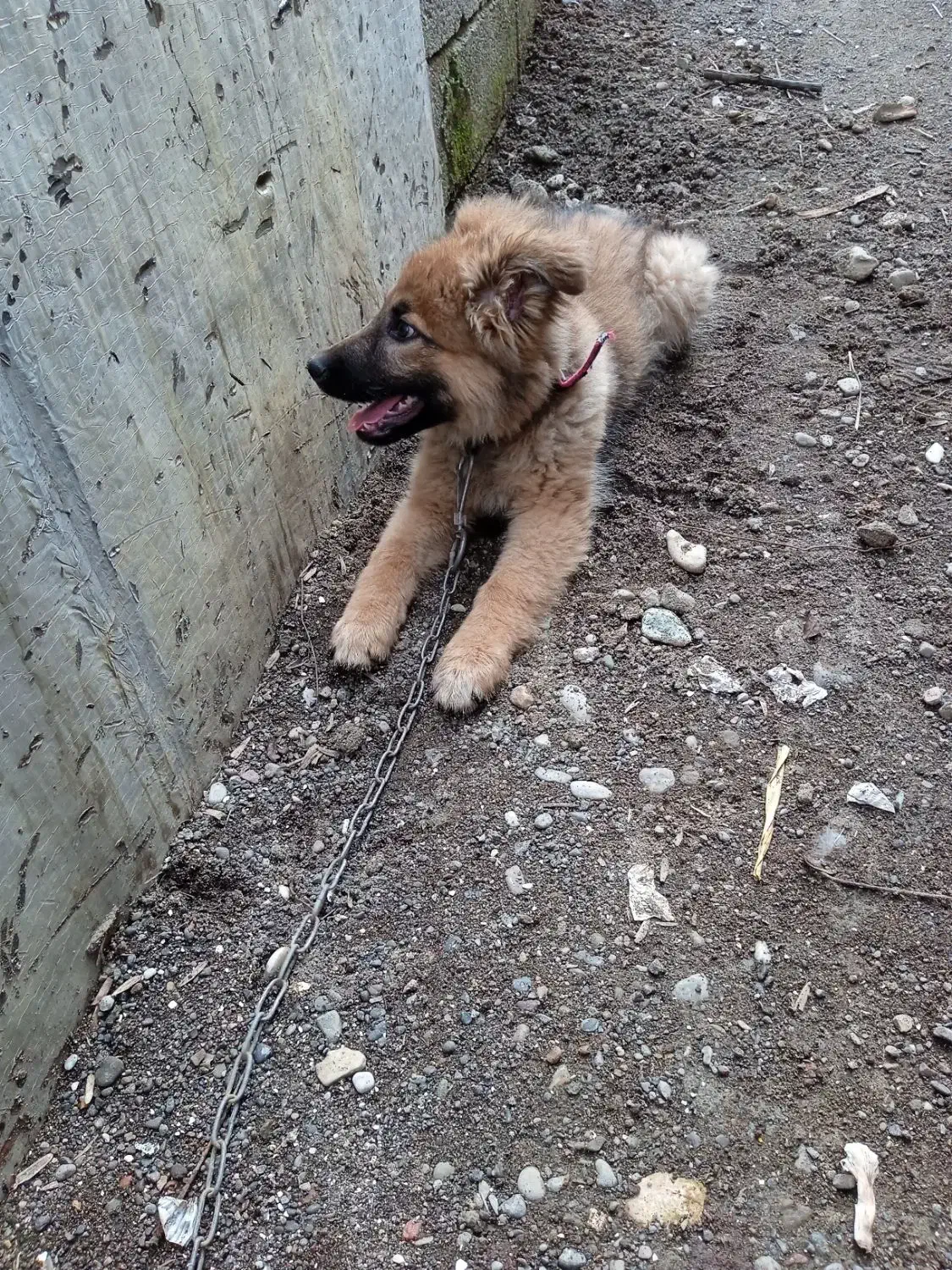 سگ .|سگ|اسالم, |دیوار