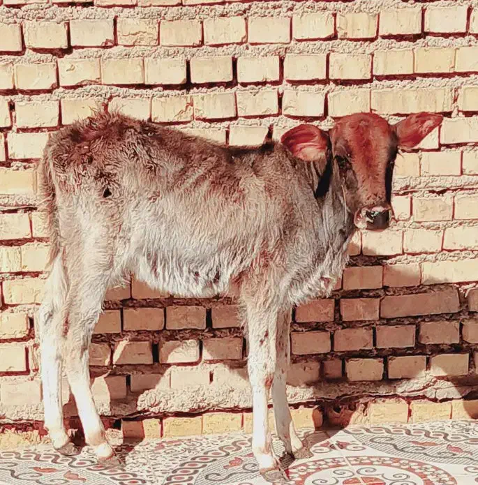 گاو یا گوساله|حیوانات مزرعه|شادگان, |دیوار