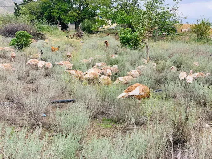 بوقلمون کاملا طبیعی|حیوانات مزرعه|انگوت, |دیوار