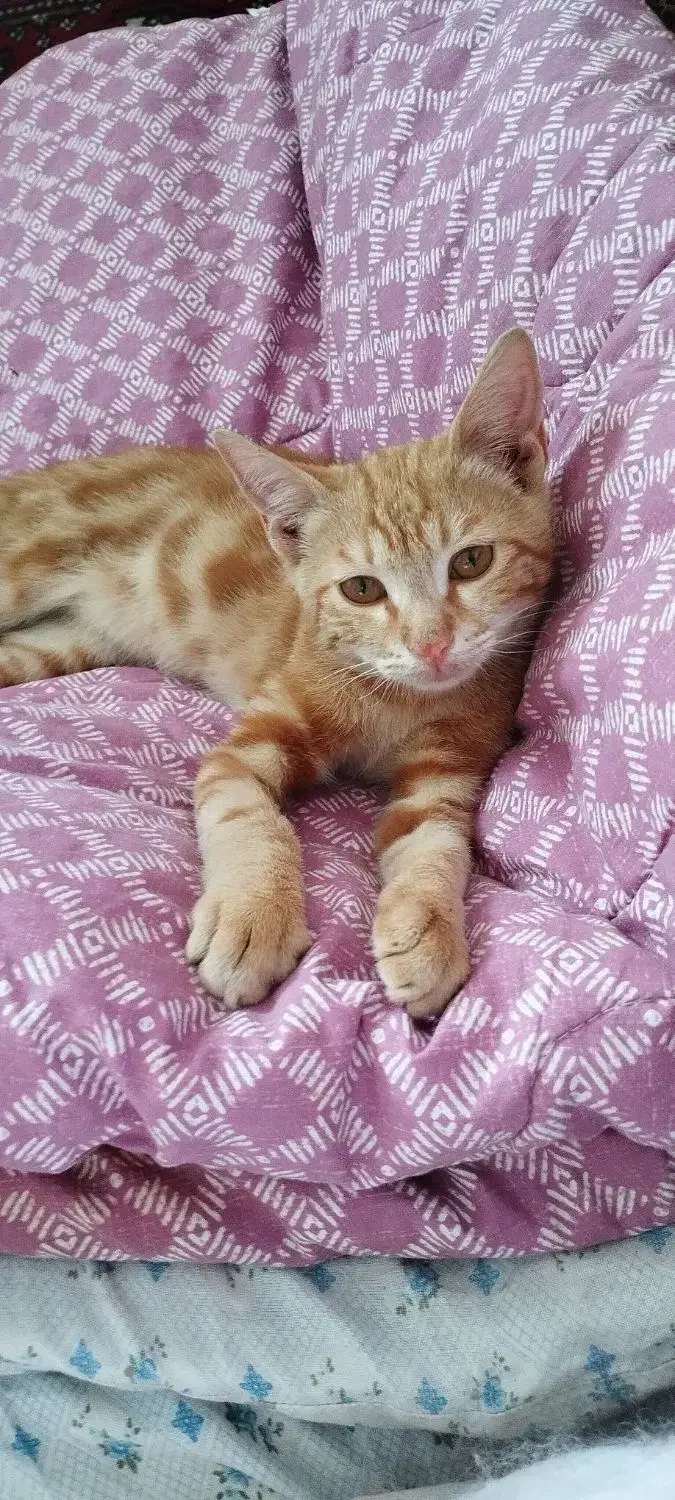 بچه گربه واگذاری به شرط تمکن مالی|گربه|یاسوج, |دیوار