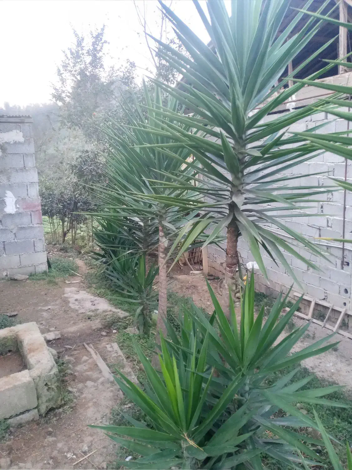 گل یوگا فروشی|گل و گیاه طبیعی|املش, |دیوار