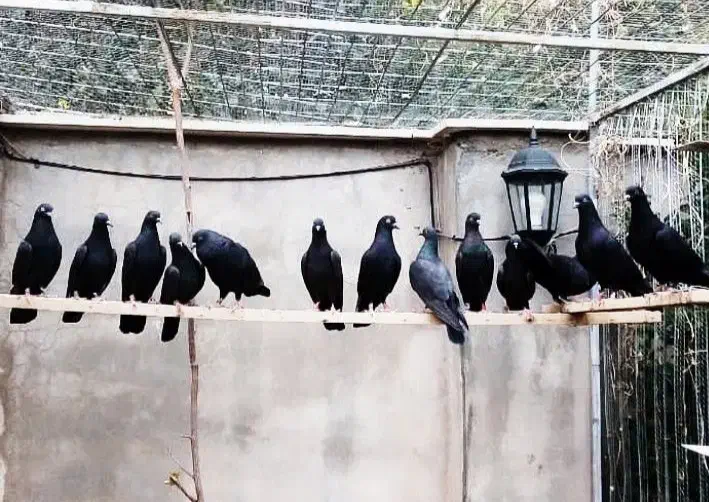 کبوتر سیاه رستاخیز تیپلر خارجی انگلیسی پاکستانی|پرنده|تهران, شهرک امام خمینی|دیوار