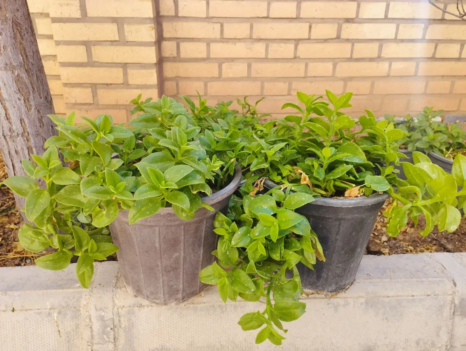گل ناز یخی|گل و گیاه طبیعی|ساوه, |دیوار