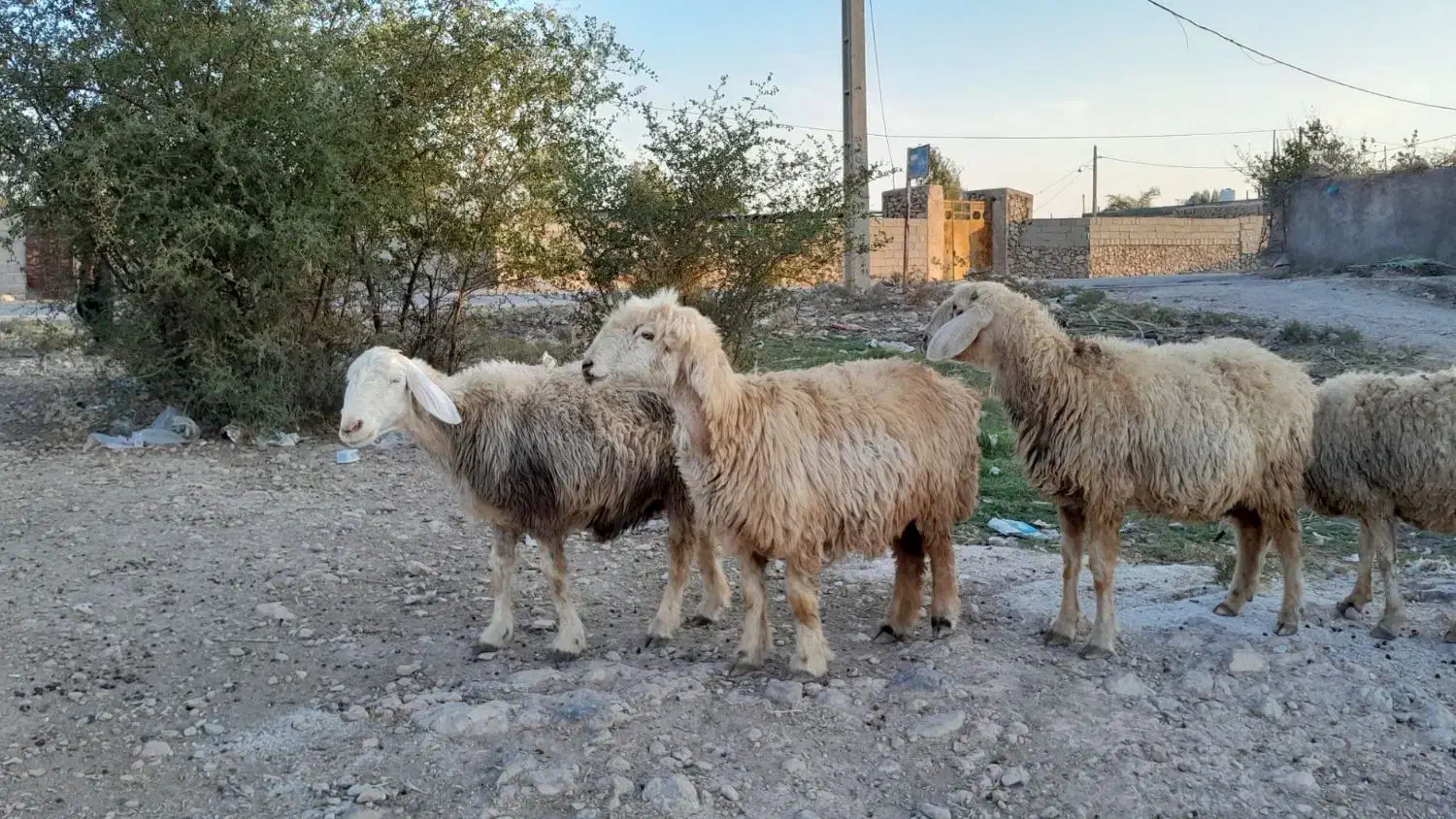 فروش 26 راس میش داشتی ابستن|حیوانات مزرعه|جره و بالاده, |دیوار