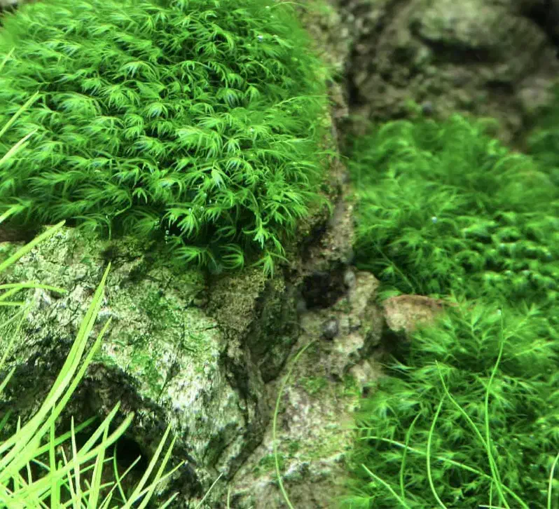 خزه اکواریوم|ماهی|تهران, نظامی گنجوی (توانیر)|دیوار