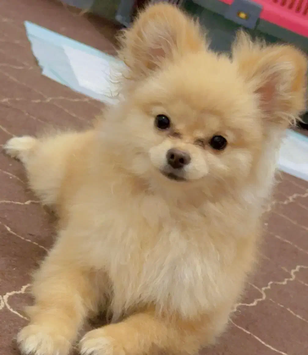 سگ پامرانین|سگ|قم, انصارالحسین|دیوار