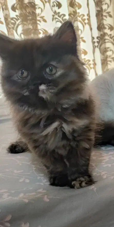 گربه پرشین اسکاتیش|گربه|کرج, فاز ۴ مهرشهر|دیوار