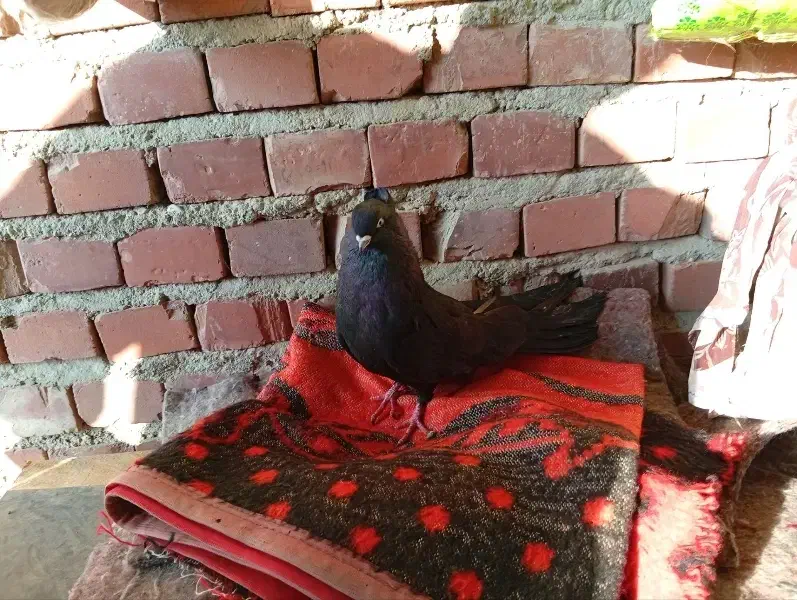 کبوتر|پرنده|چهاربرج, |دیوار