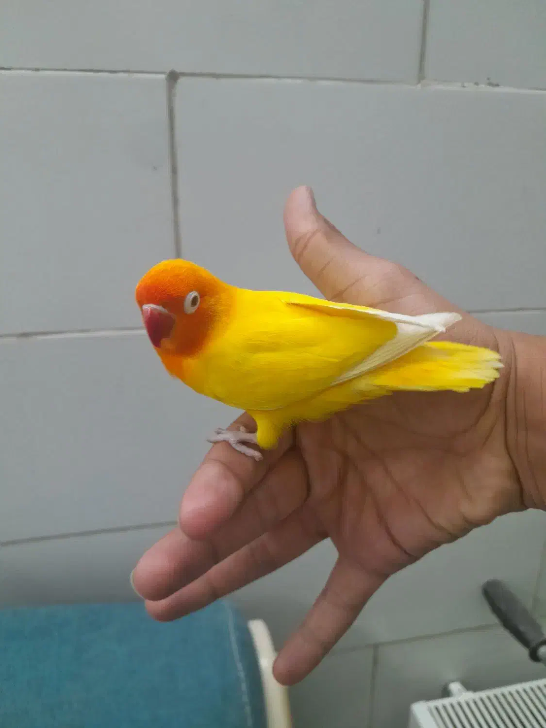 یک جفت کوتوله برزیلی|پرنده|اردکان, |دیوار