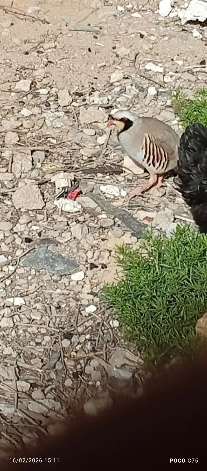 دوتا خروس|پرنده|هندیجان, |دیوار