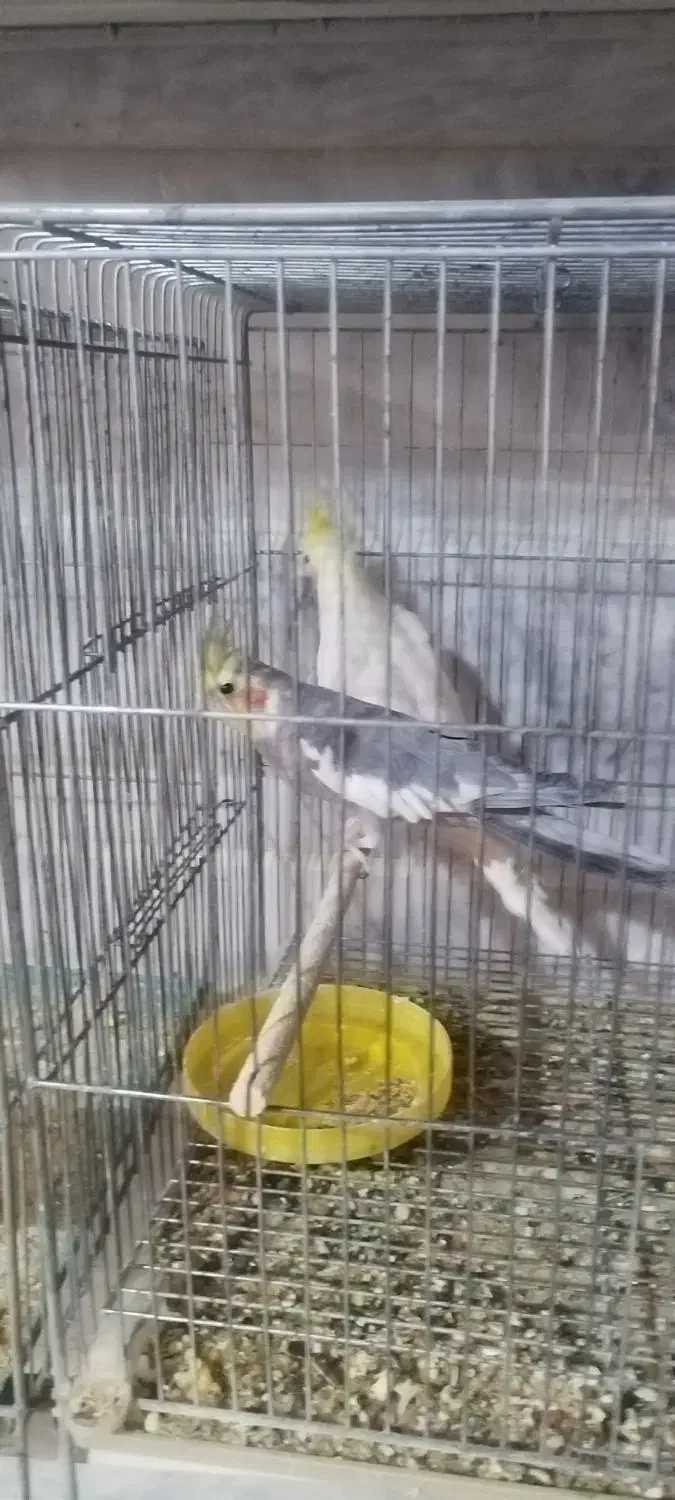 عروس هلندی مولد|پرنده|خمینیشهر, |دیوار