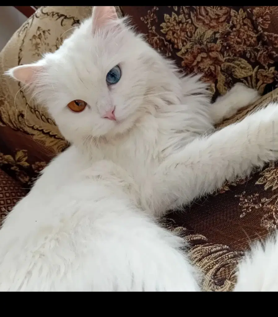 گربه|گربه|خوی, |دیوار