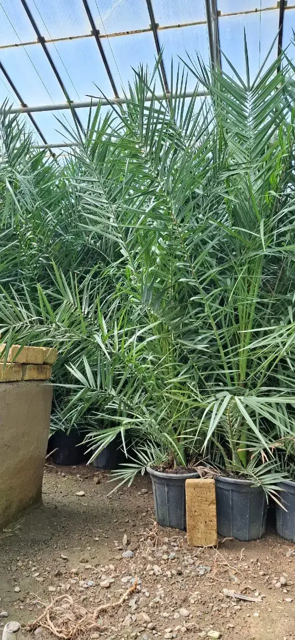 فونیکس|گل و گیاه طبیعی|اصفهان, اصفهانک|دیوار