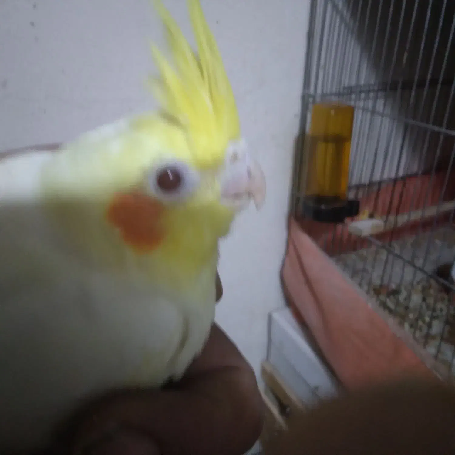 عروس طوطی هلندی ۲ ماهه خوشگل|پرنده|مراغه, |دیوار