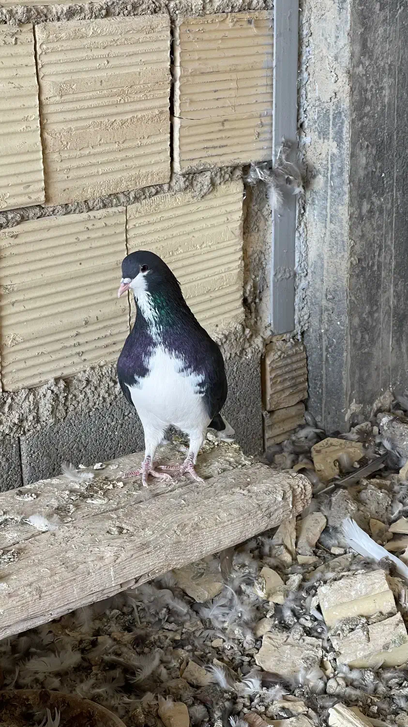 کبوتر شهری|پرنده|شیراز, شهرک والفجر|دیوار