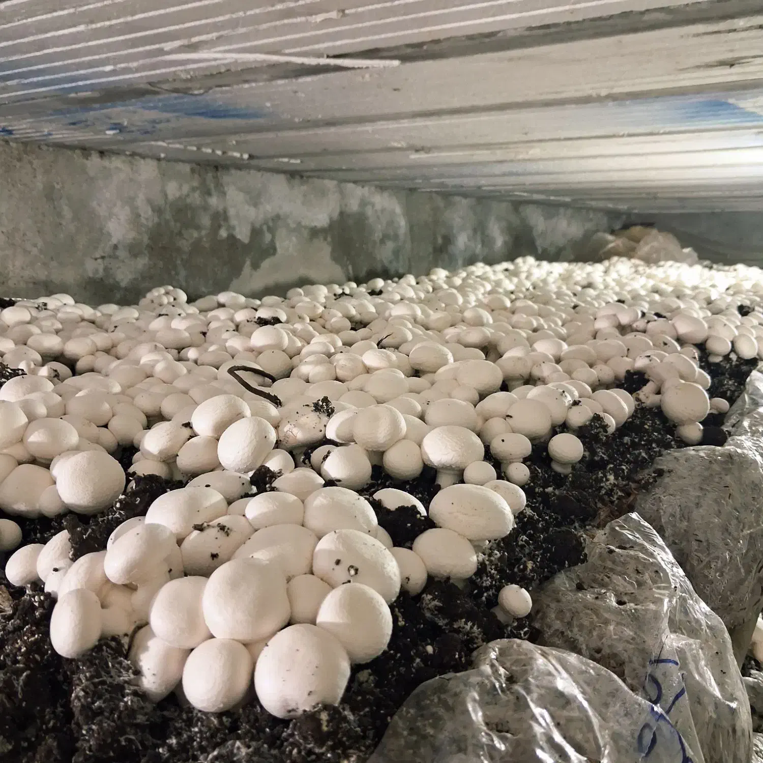 کار شناس تولید قارچ|خدمات آموزشی|باوی, |دیوار