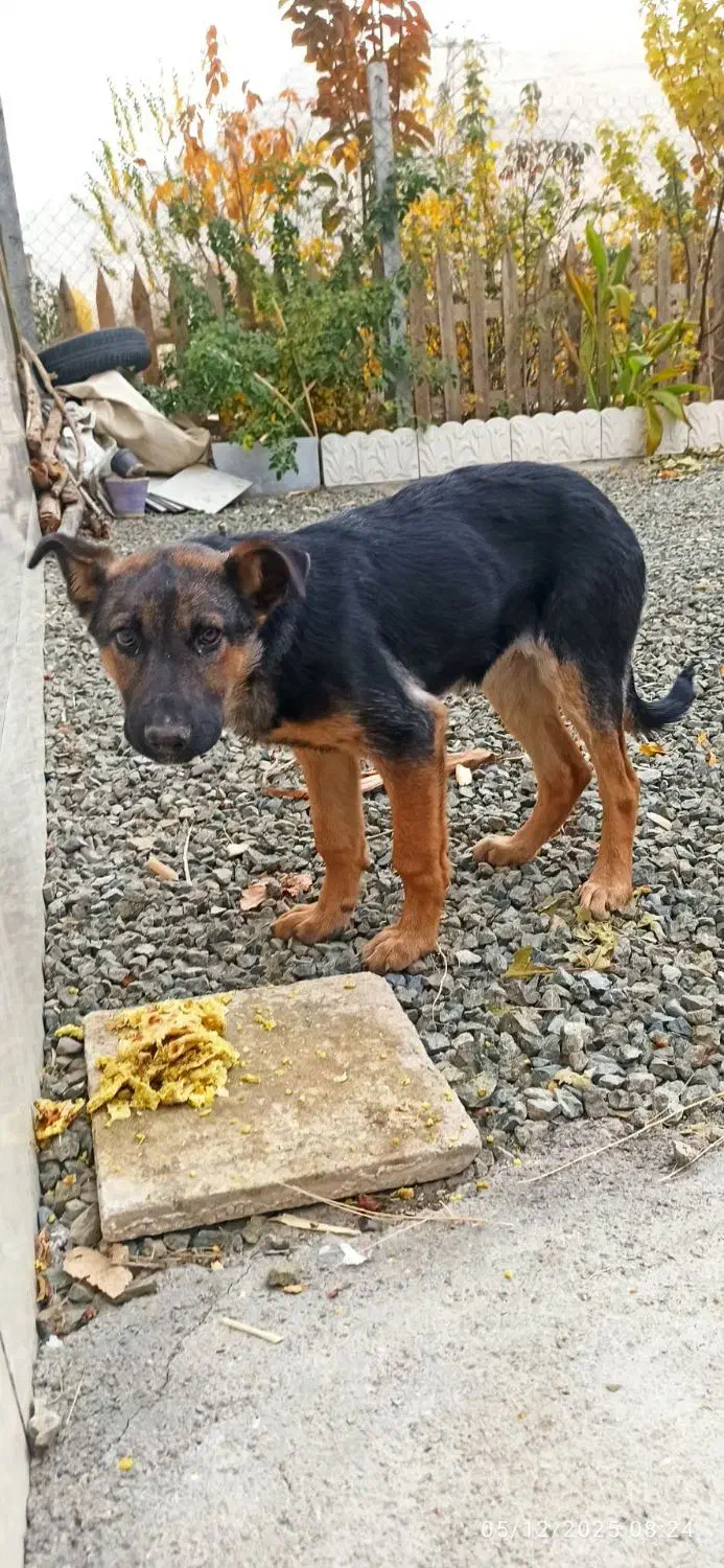 توله ژرمن سه ماهه|سگ|کرمانشاه, |دیوار