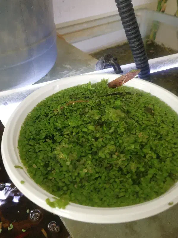 عدسک رو آبی|لوازم جانبی حیوانات|شاهین‌شهر, شهرک گلدیس|دیوار