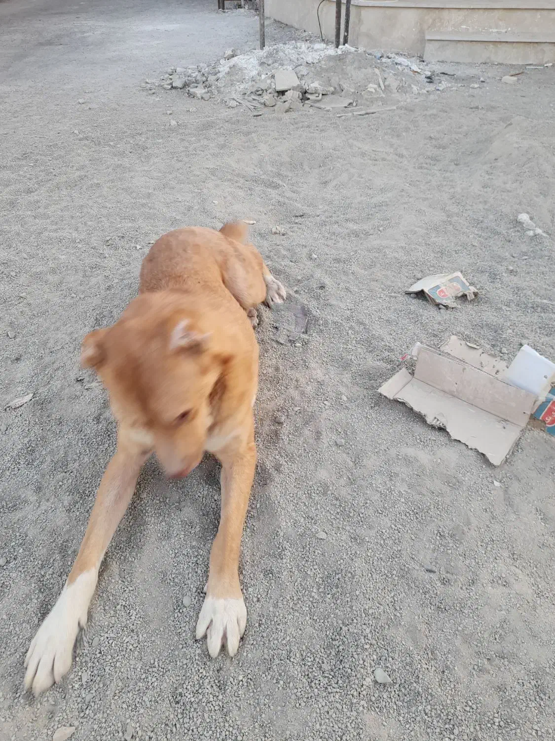 سگ نگهبان گم شده.|حیوانات|نظرآباد, نجم آباد|دیوار