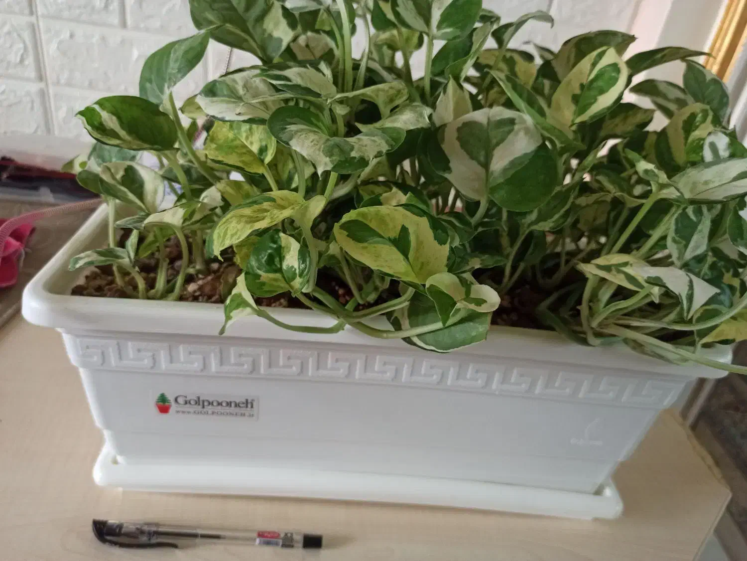 گل پتوس ارتشی و پتوس ابلق زعفرانی|گل و گیاه طبیعی|بندر ماهشهر, |دیوار