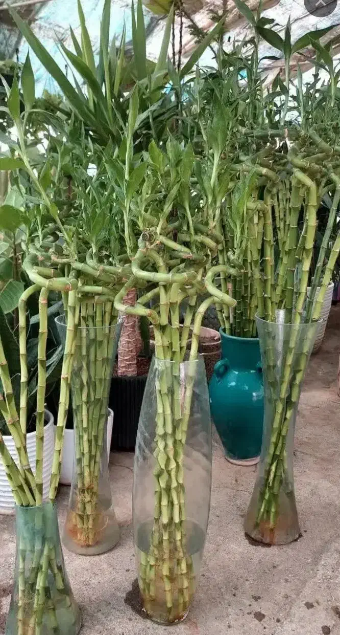 بامبو.شیشه.قطره.مکمل|گل و گیاه طبیعی|قم, شهرک مهدیه|دیوار