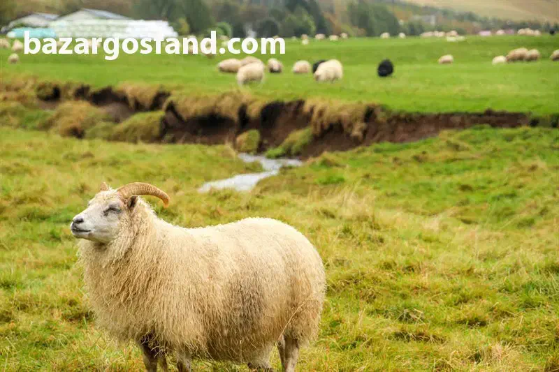 گوسفند بره نر و ماده|حیوانات مزرعه|دیواندره, |دیوار