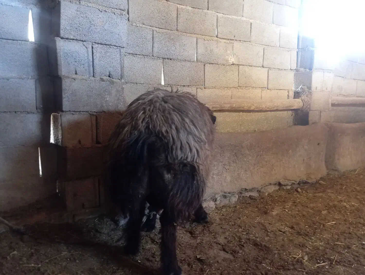 فروش قوچ داشتی|حیوانات مزرعه|منج, |دیوار