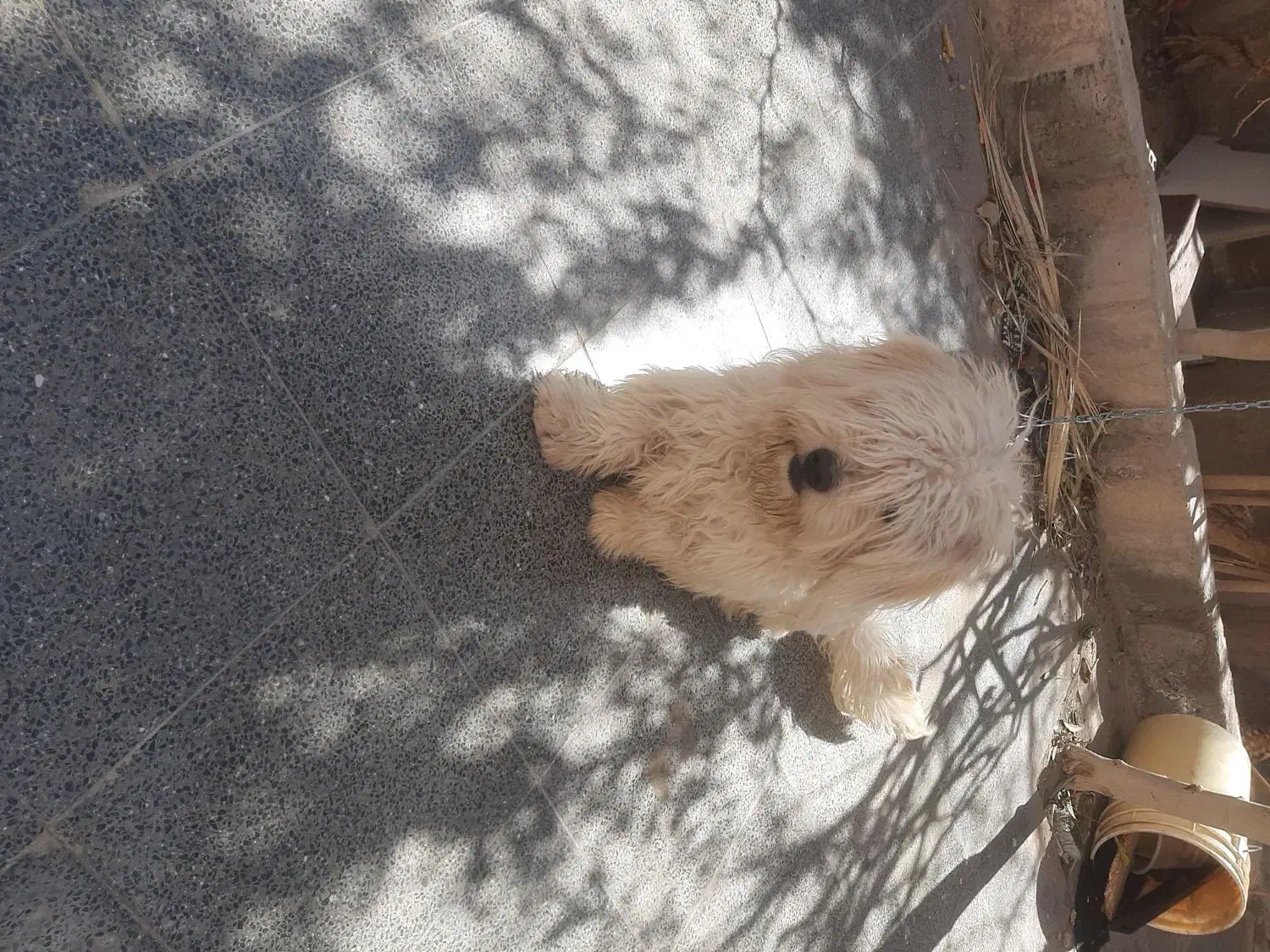 سگ پا کوتاه|سگ|رفسنجان, |دیوار