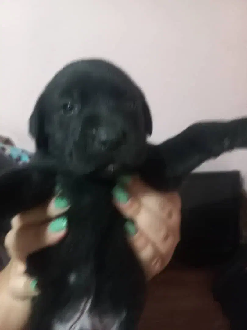 توله سگ پیتبول|سگ|پاکدشت, خاتون آباد|دیوار